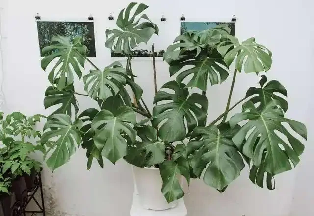 龜背芋葉片「發黃」怎麼辦？教你幾招，返青快輕鬆「開背」