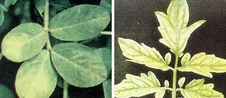 12種植物營養缺乏,看1片葉子就搞定,黃葉、斑點、焦邊對症下藥