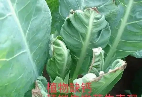 12種植物營養缺乏,看1片葉子就搞定,黃葉、斑點、焦邊對症下藥