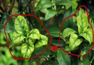 12種植物營養缺乏,看1片葉子就搞定,黃葉、斑點、焦邊對症下藥