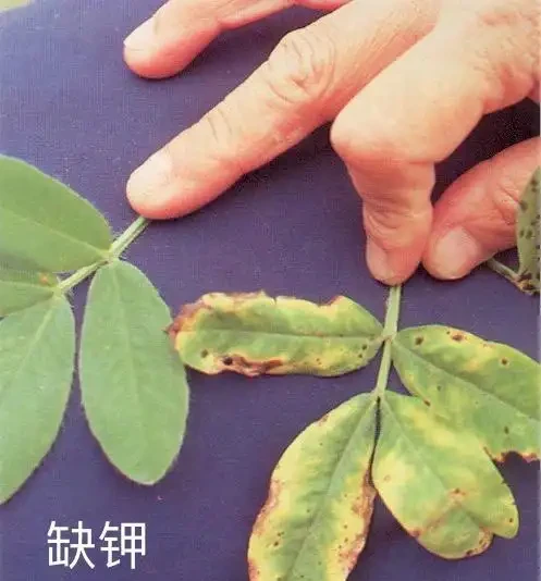 12種植物營養缺乏,看1片葉子就搞定,黃葉、斑點、焦邊對症下藥