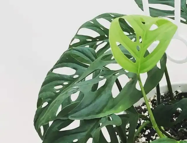 龜背芋葉片「發黃」怎麼辦？教你幾招，返青快輕鬆「開背」