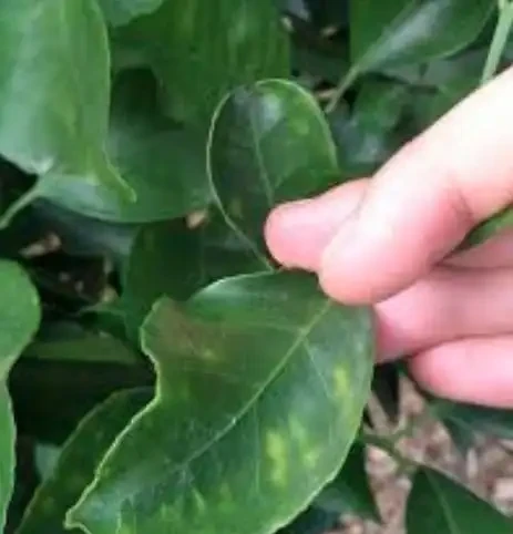 12種植物營養缺乏,看1片葉子就搞定,黃葉、斑點、焦邊對症下藥