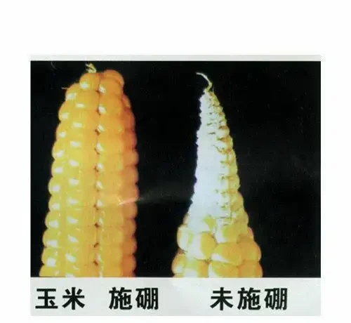 12種植物營養缺乏,看1片葉子就搞定,黃葉、斑點、焦邊對症下藥