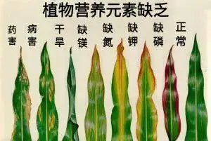12種植物營養缺乏,看1片葉子就搞定,黃葉、斑點、焦邊對症下藥