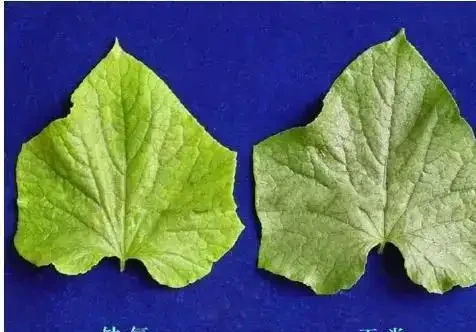 12種植物營養缺乏,看1片葉子就搞定,黃葉、斑點、焦邊對症下藥