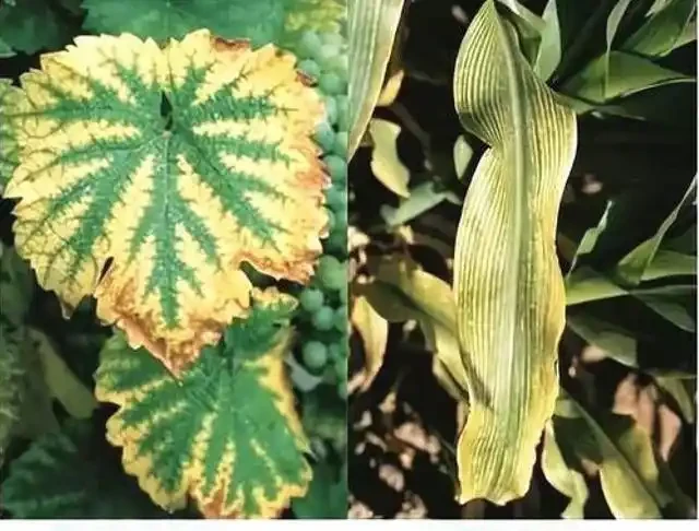 12種植物營養缺乏,看1片葉子就搞定,黃葉、斑點、焦邊對症下藥