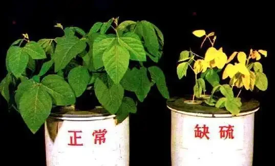 12種植物營養缺乏,看1片葉子就搞定,黃葉、斑點、焦邊對症下藥