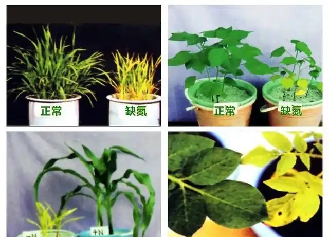 12種植物營養缺乏,看1片葉子就搞定,黃葉、斑點、焦邊對症下藥