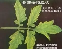 12種植物營養缺乏,看1片葉子就搞定,黃葉、斑點、焦邊對症下藥