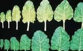 12種植物營養缺乏,看1片葉子就搞定,黃葉、斑點、焦邊對症下藥