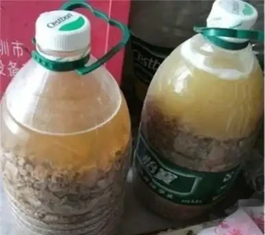 養好鵝掌藤,記住「施肥」要領,優美大氣,枝繁葉茂,小苗變大樹
