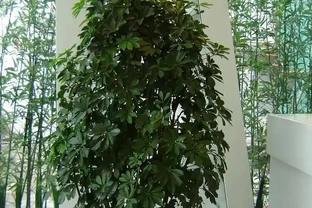 養好鵝掌藤，記住「施肥」要領，優美大氣，枝繁葉茂，小苗變大樹