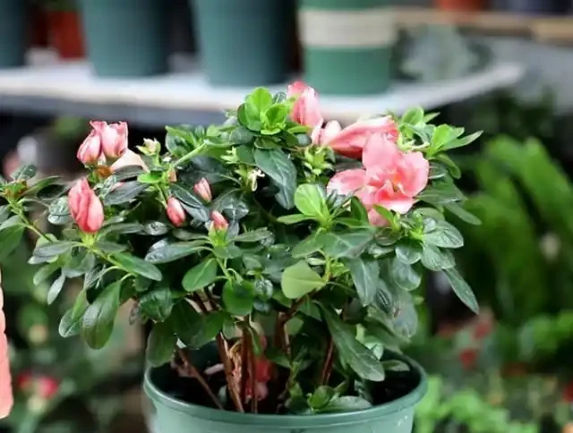 用硫酸亞鐵養花,對了是「寶」,錯了花卉變「枯草」,請慎重