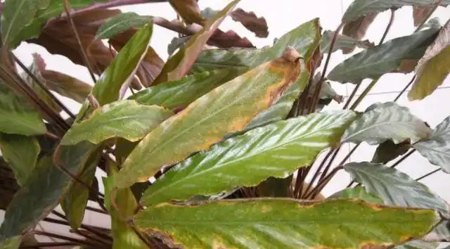 用硫酸亞鐵養花,對了是「寶」,錯了花卉變「枯草」,請慎重