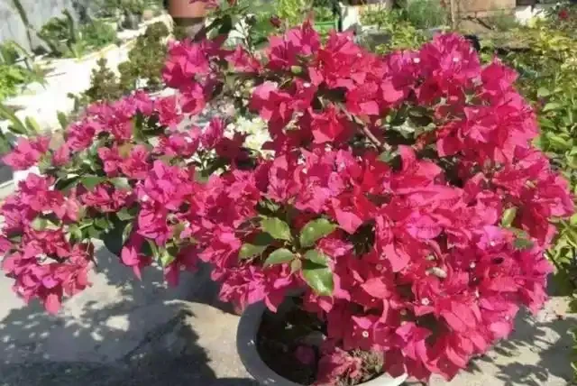 用硫酸亞鐵養花,對了是「寶」,錯了花卉變「枯草」,請慎重