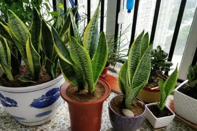 用硫酸亞鐵養花,對了是「寶」,錯了花卉變「枯草」,請慎重