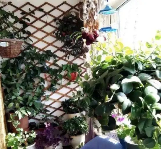 用硫酸亞鐵養花,對了是「寶」,錯了花卉變「枯草」,請慎重