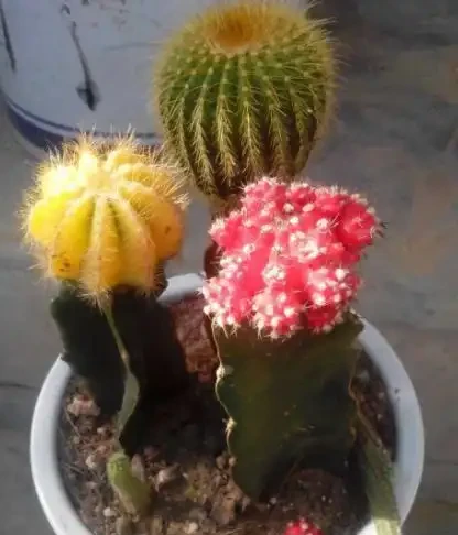 用硫酸亞鐵養花,對了是「寶」,錯了花卉變「枯草」,請慎重