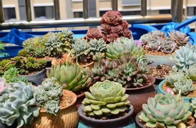 用硫酸亞鐵養花,對了是「寶」,錯了花卉變「枯草」,請慎重