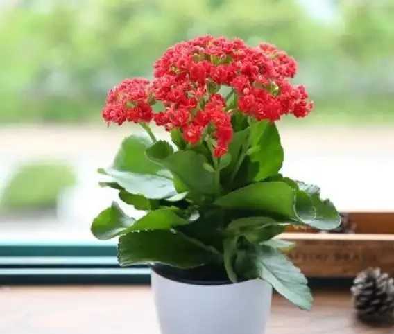 用硫酸亞鐵養花,對了是「寶」,錯了花卉變「枯草」,請慎重