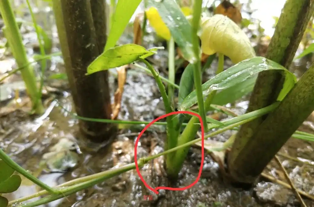 芋頭生長過旺,只長葉子不長肉怎麼辦?