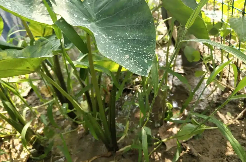 芋頭生長過旺,只長葉子不長肉怎麼辦?