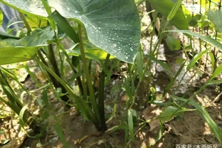 芋頭生長過旺，只長葉子不長肉怎麼辦？