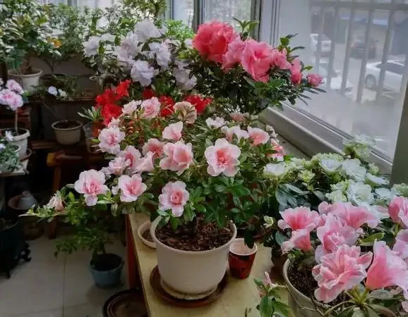 一堆「廢料」一個桶,自制「萬能營養液」,養啥花都好用