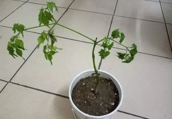 幸福樹栽種時埋多深好?就這個深度,服介質快,長勢好!