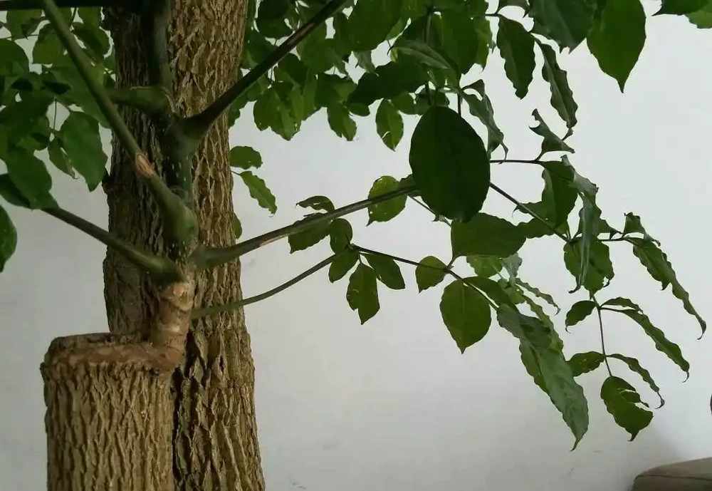 幸福樹栽種時埋多深好?就這個深度,服介質快,長勢好!