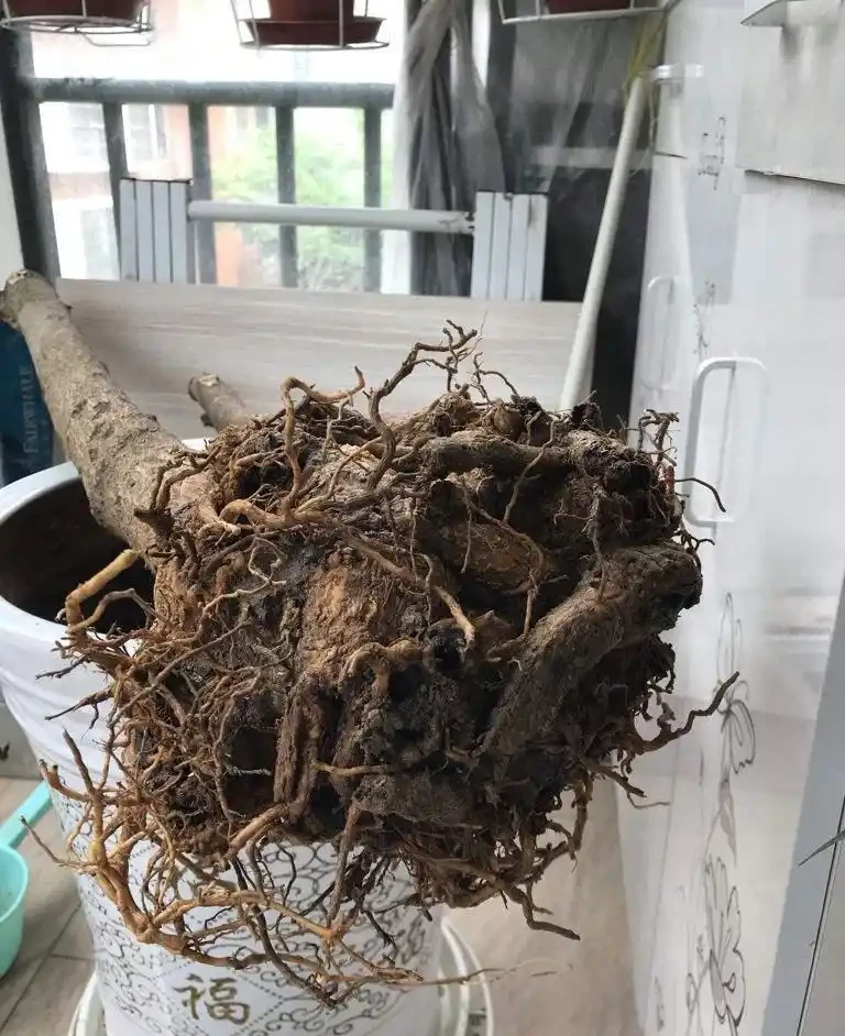 幸福樹栽種時埋多深好?就這個深度,服介質快,長勢好!