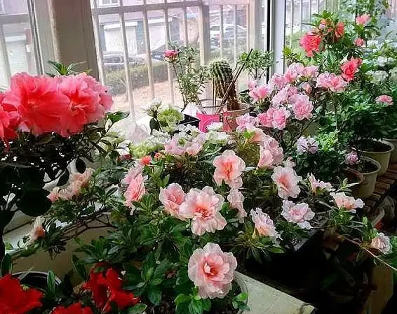 一堆「廢料」一個桶,自制「萬能營養液」,養啥花都好用