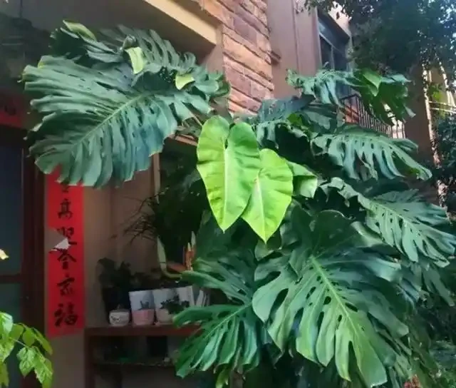 養龜背芋,學會「3勤、1少、1不要」,幾年長到房頂,主幹胳膊粗