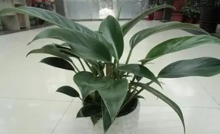 金鑽葉子能插活嗎?如何插枝繁殖?