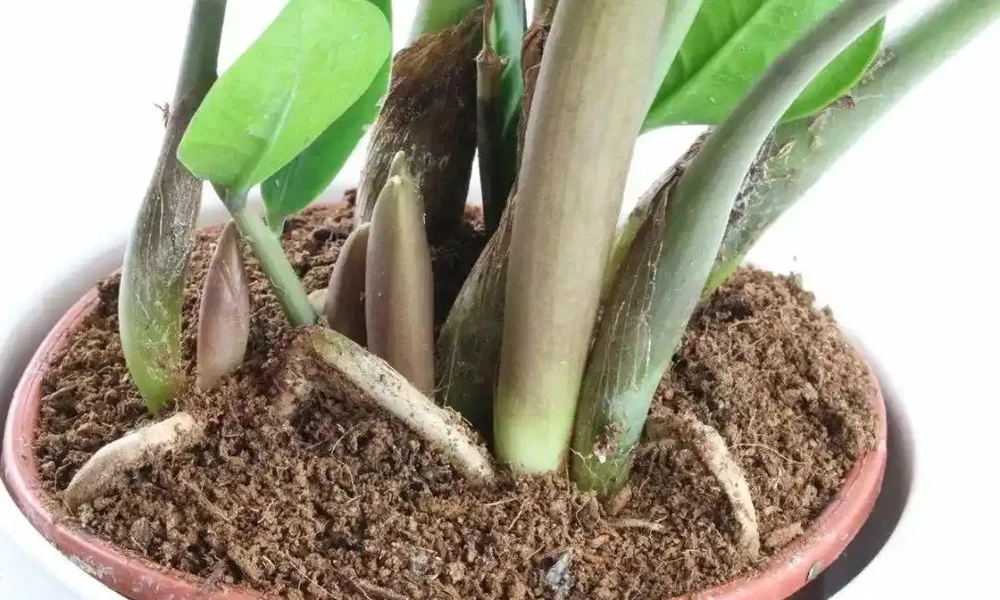 植物黃葉的這幾種情況都很好處理,有些葉黃了還能重新恢復翠綠