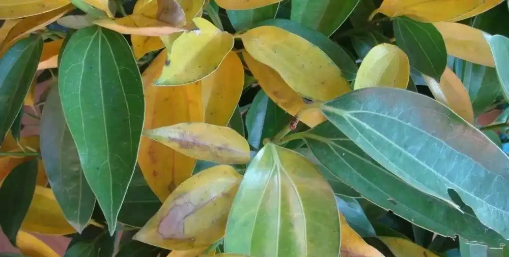 植物黃葉的這幾種情況都很好處理,有些葉黃了還能重新恢復翠綠