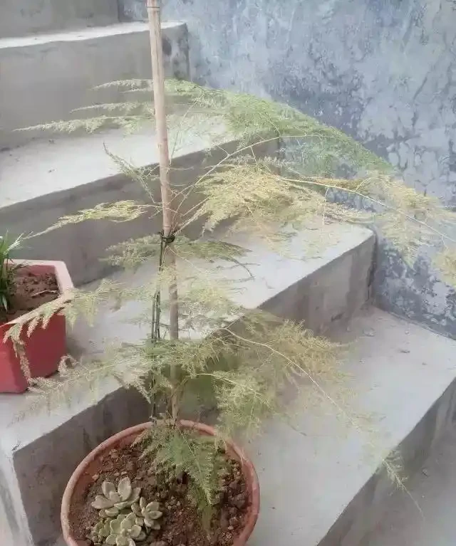 植物黃葉的這幾種情況都很好處理,有些葉黃了還能重新恢復翠綠