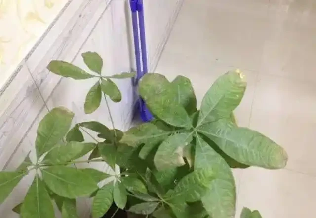 植物黃葉的這幾種情況都很好處理,有些葉黃了還能重新恢復翠綠