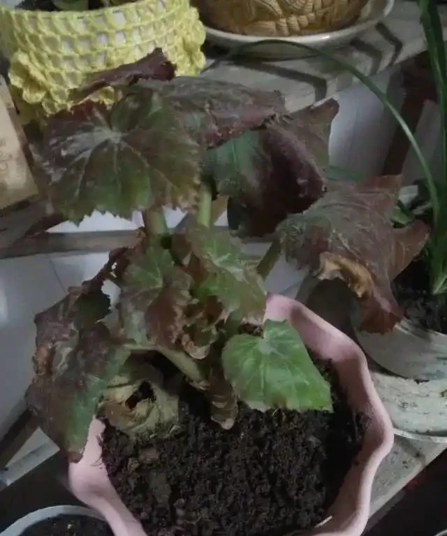 植物黃葉的這幾種情況都很好處理,有些葉黃了還能重新恢復翠綠