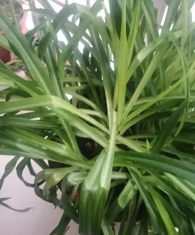 植物黃葉的這幾種情況都很好處理,有些葉黃了還能重新恢復翠綠