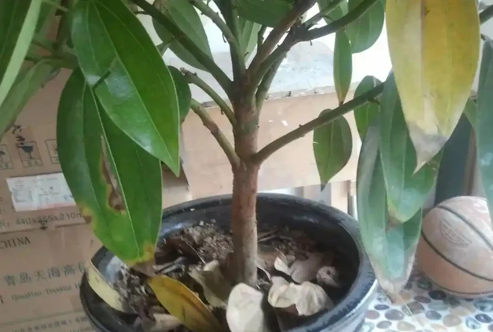 植物黃葉的這幾種情況都很好處理,有些葉黃了還能重新恢復翠綠