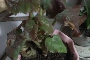 植物黃葉的這幾種情況都很好處理，有些葉黃了還能重新恢復翠綠