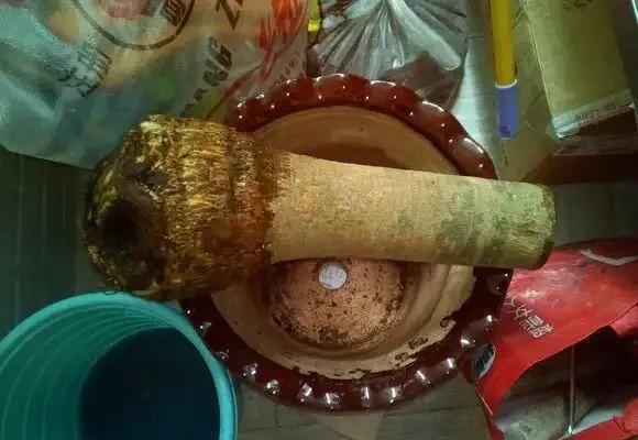 將發財樹鋸斷之後再種植,還能不能活?