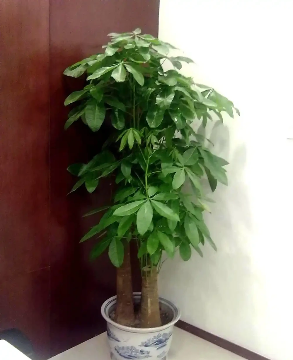 將發財樹鋸斷之後再種植，還能不能活？
