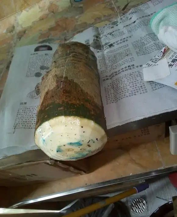 將發財樹鋸斷之後再種植,還能不能活?