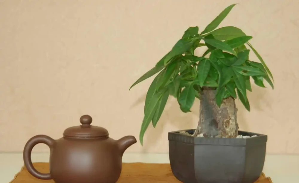 將發財樹鋸斷之後再種植,還能不能活?