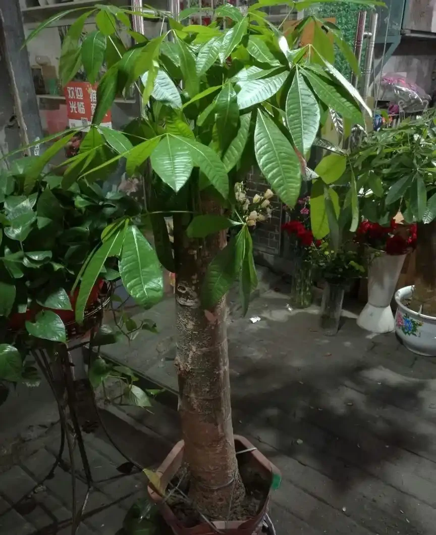 將發財樹鋸斷之後再種植,還能不能活?