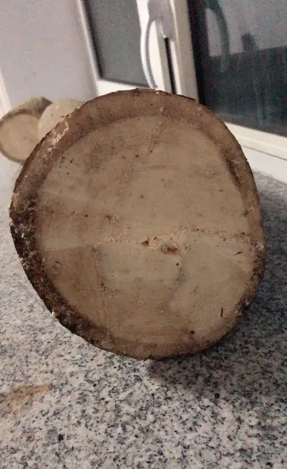 將發財樹鋸斷之後再種植,還能不能活?