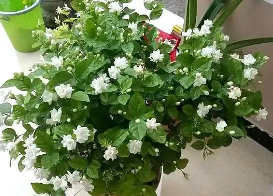 盆栽茉莉花,葉片乾枯脫落,拋開「自然現象」,還有3點原因